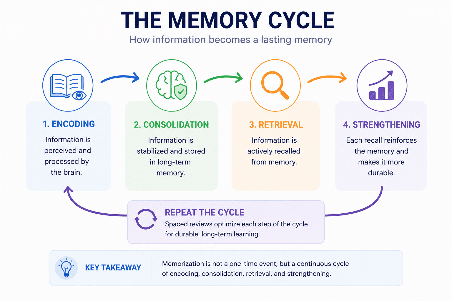 Memory cycle diagram showing the stages of encoding, consolidation, retrieval and strengthening.