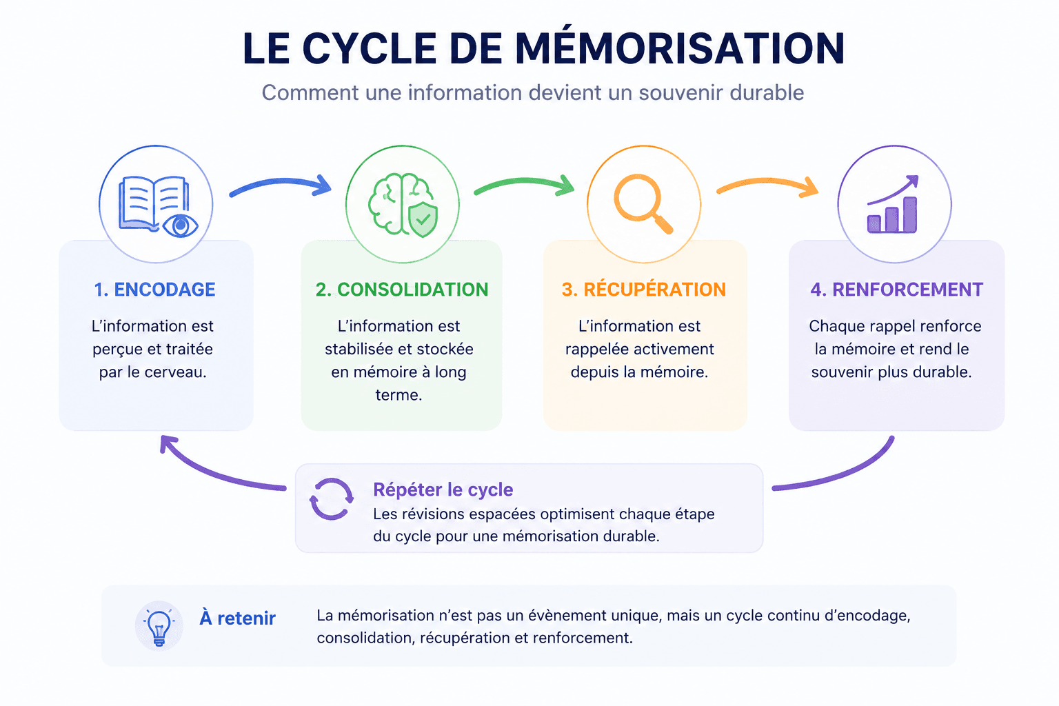 Schéma du cycle de mémorisation montrant les étapes d’encodage, consolidation, récupération et renforcement de la mémoire.